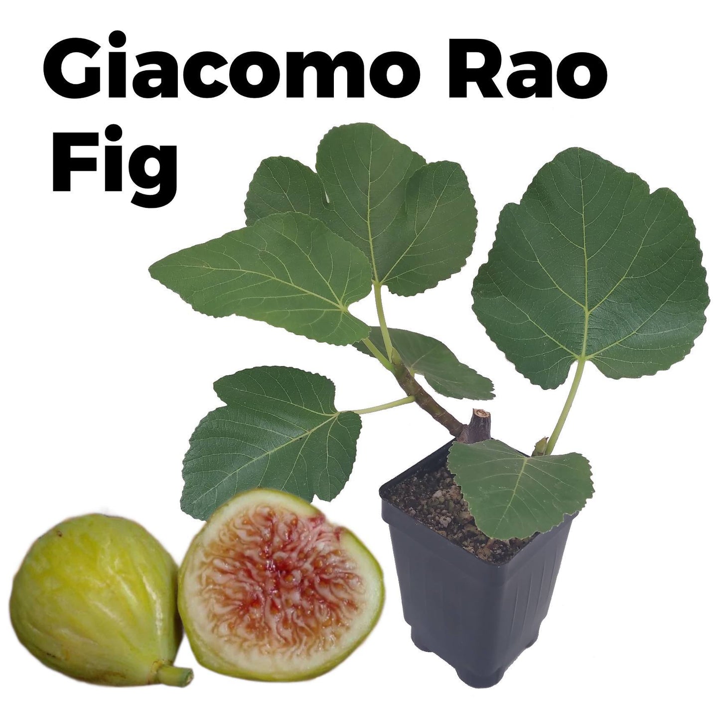 Giacomo Rao - White  Sicilian Fig Tree in 3.3-inch Pot - Top-Tier Honey Fig