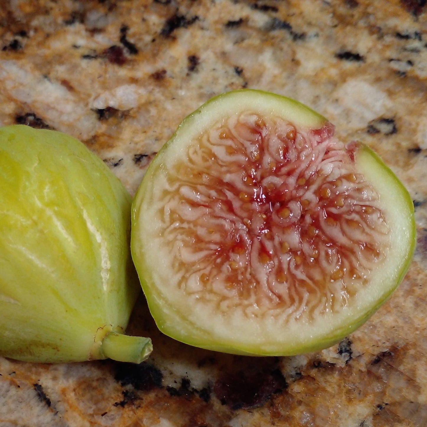 Giacomo Rao - White  Sicilian Fig Tree in 3.3-inch Pot - Top-Tier Honey Fig