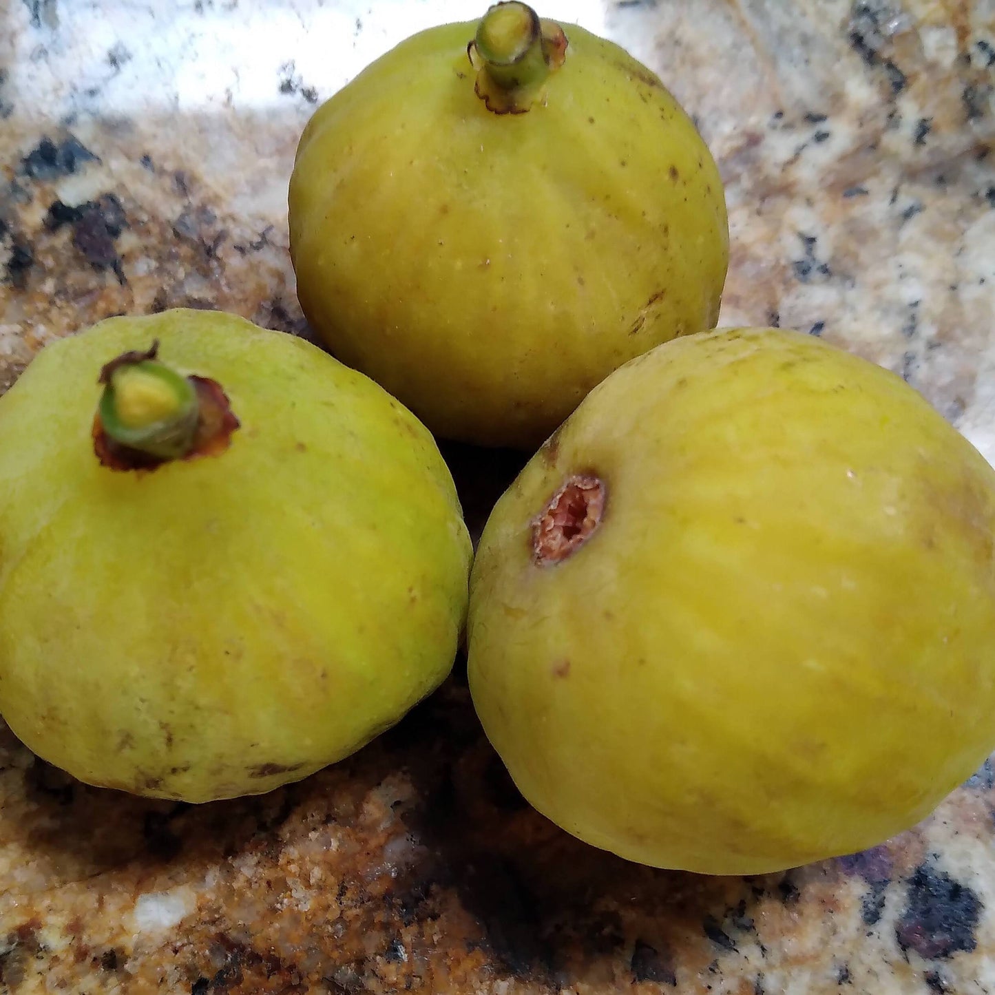 Giacomo Rao - White  Sicilian Fig Tree in 3.3-inch Pot - Top-Tier Honey Fig