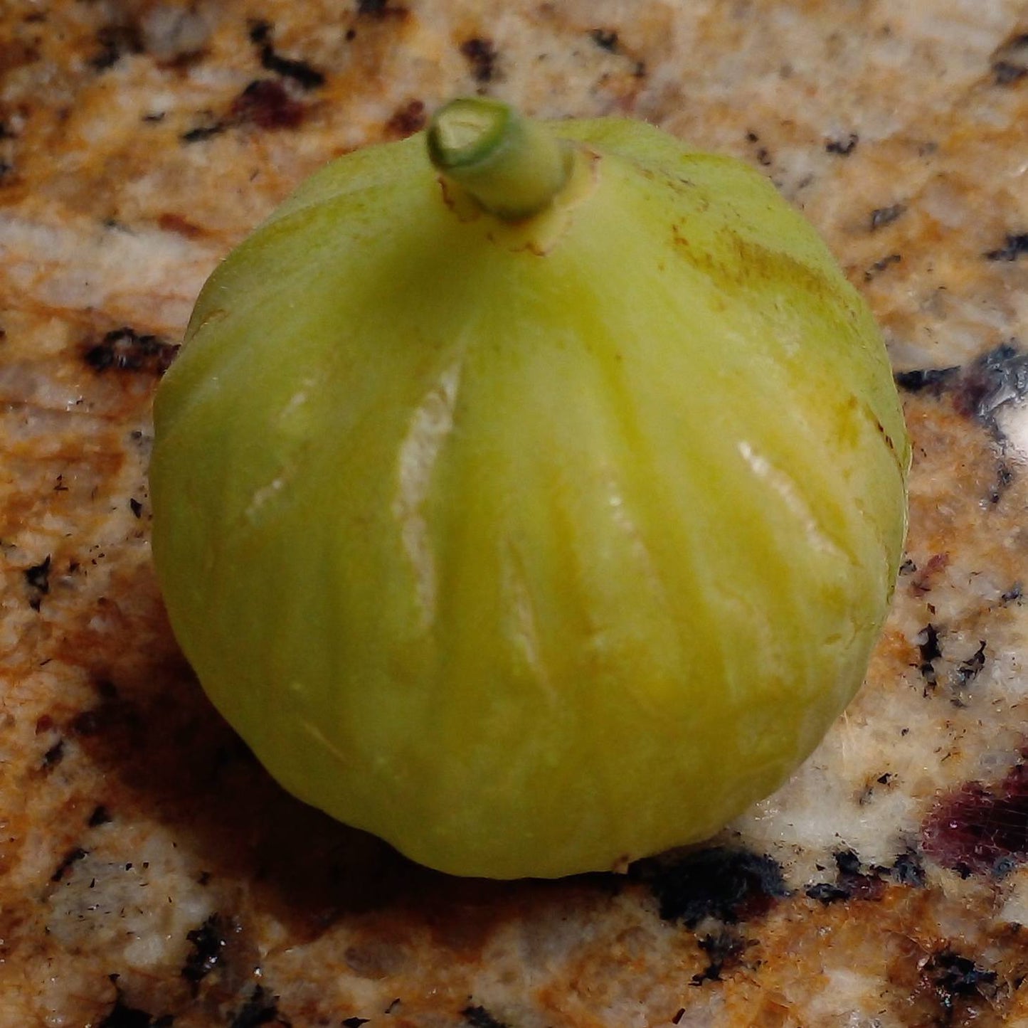 Giacomo Rao - White  Sicilian Fig Tree in 3.3-inch Pot - Top-Tier Honey Fig