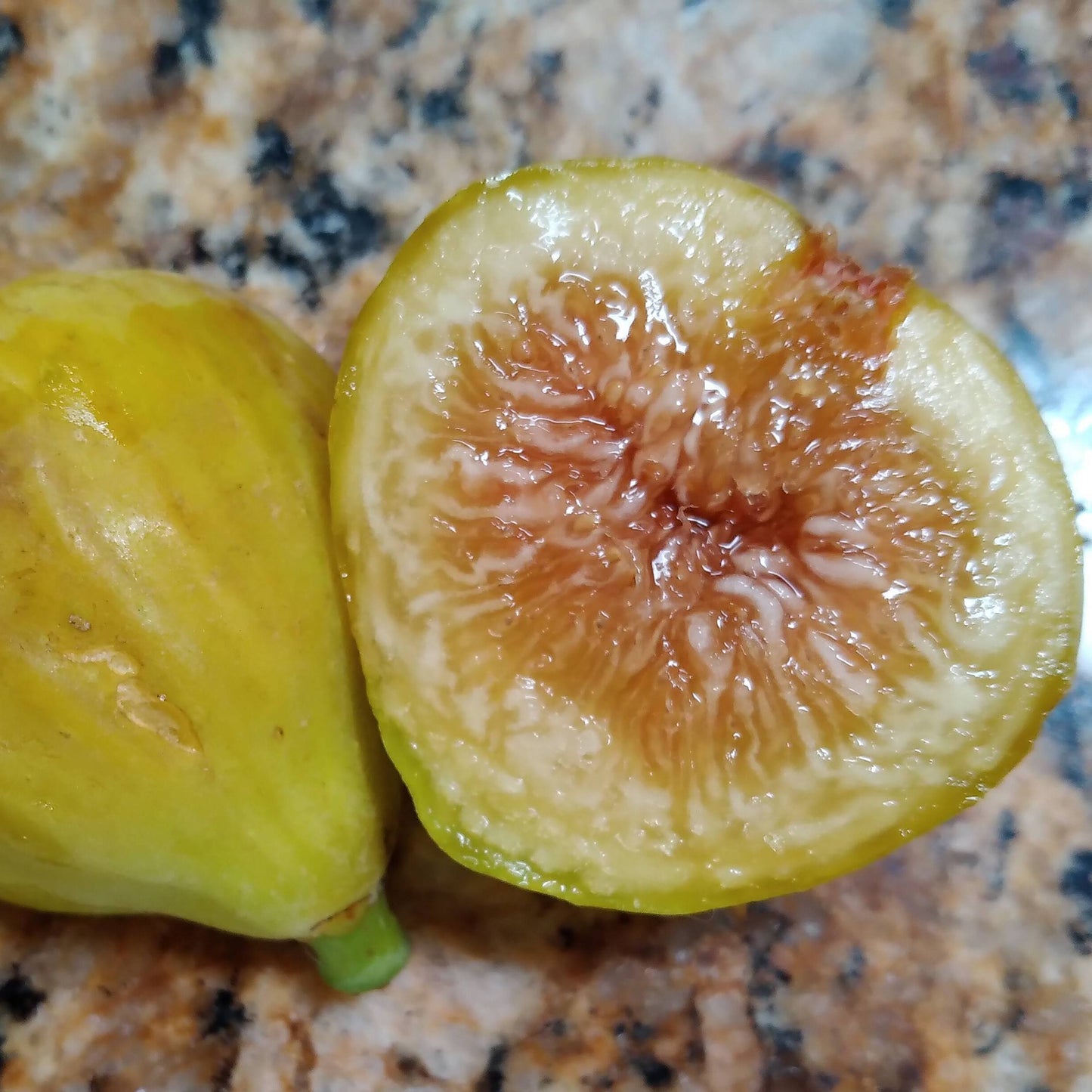 Giacomo Rao - White  Sicilian Fig Tree in 3.3-inch Pot - Top-Tier Honey Fig