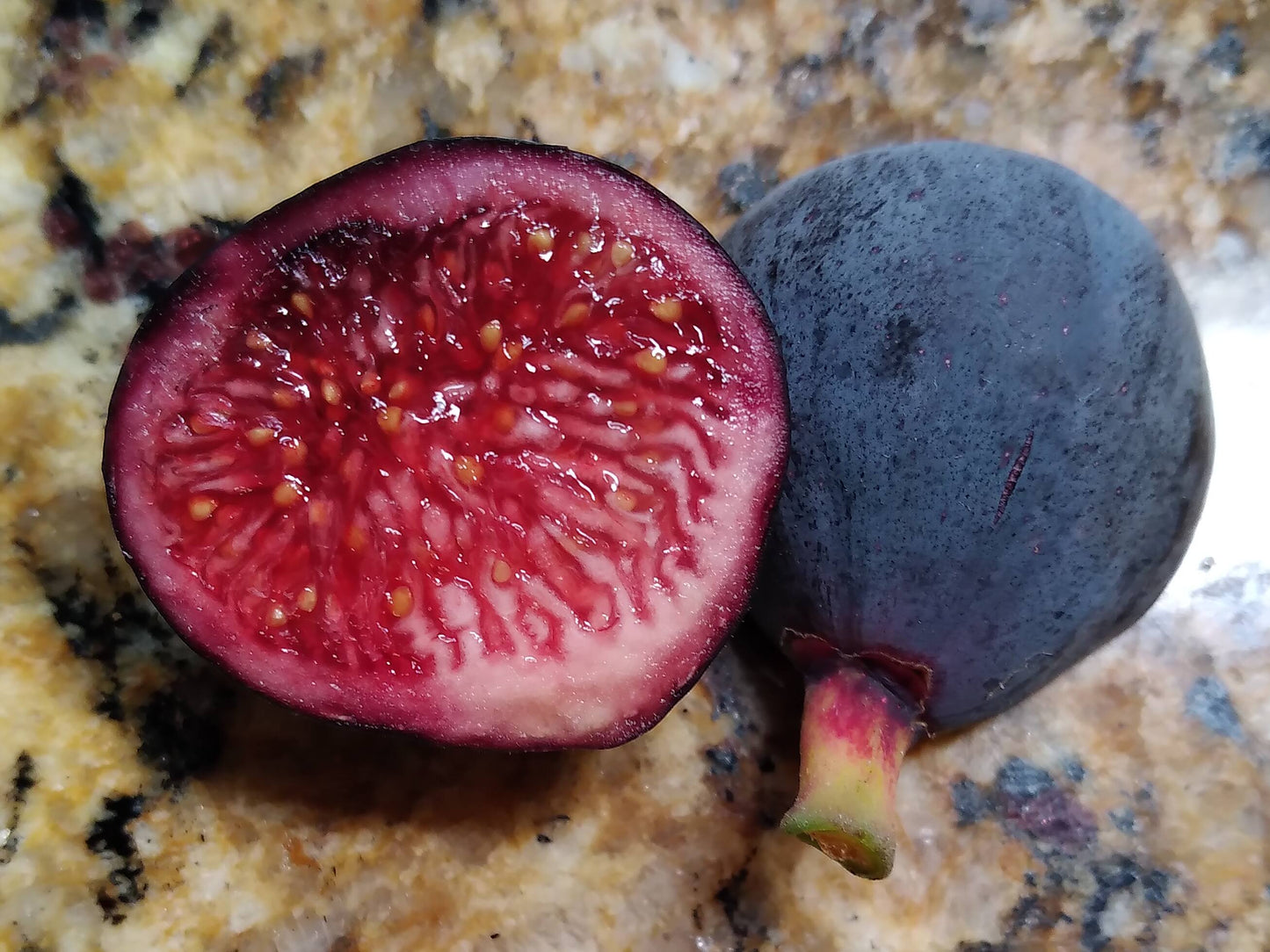 Guajome Purple Fig - 2 Cuttings - Sweet Figs with Excellent Berry Flavor