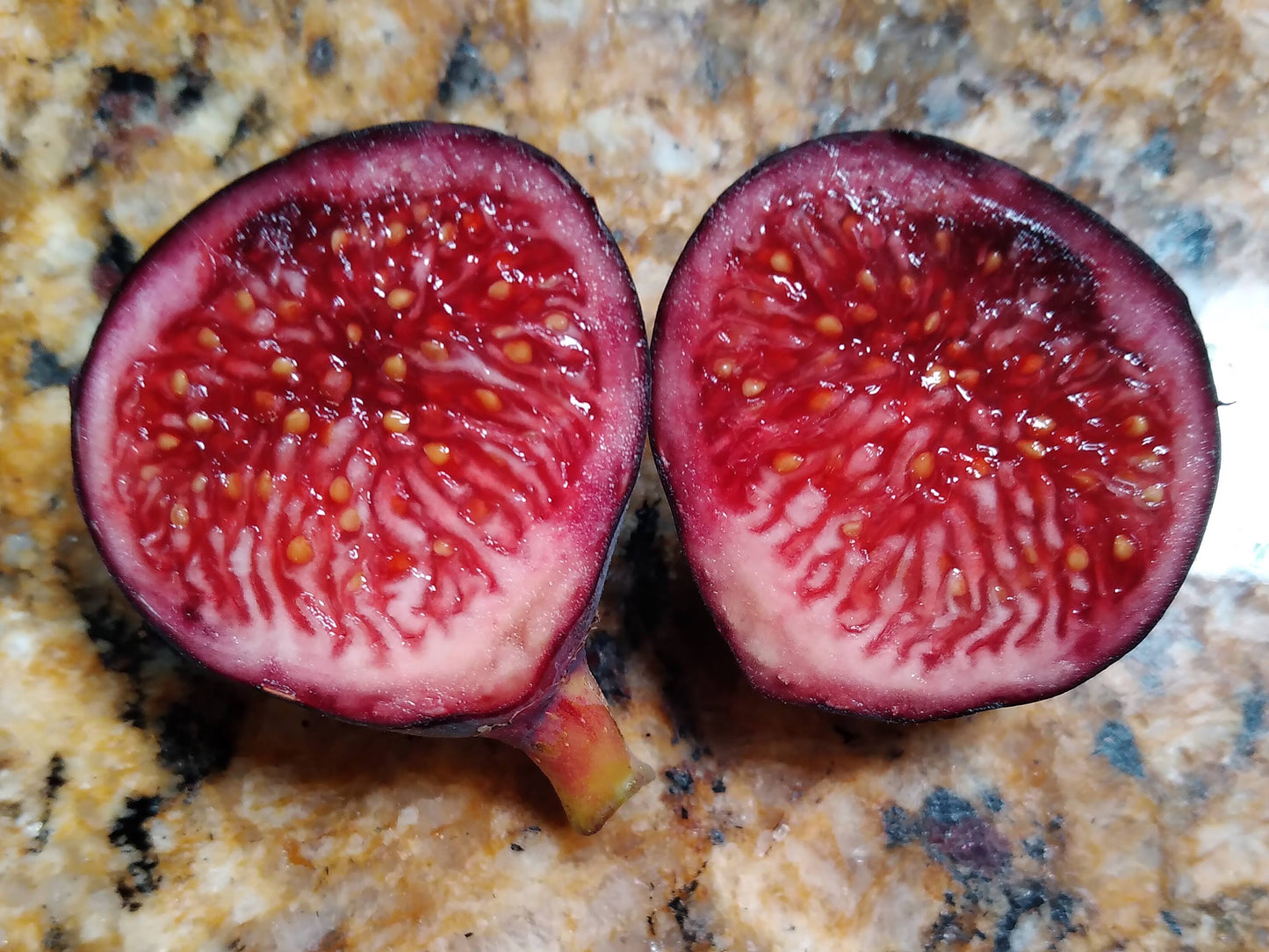 Guajome Purple Fig - 2 Cuttings - Sweet Figs with Excellent Berry Flavor