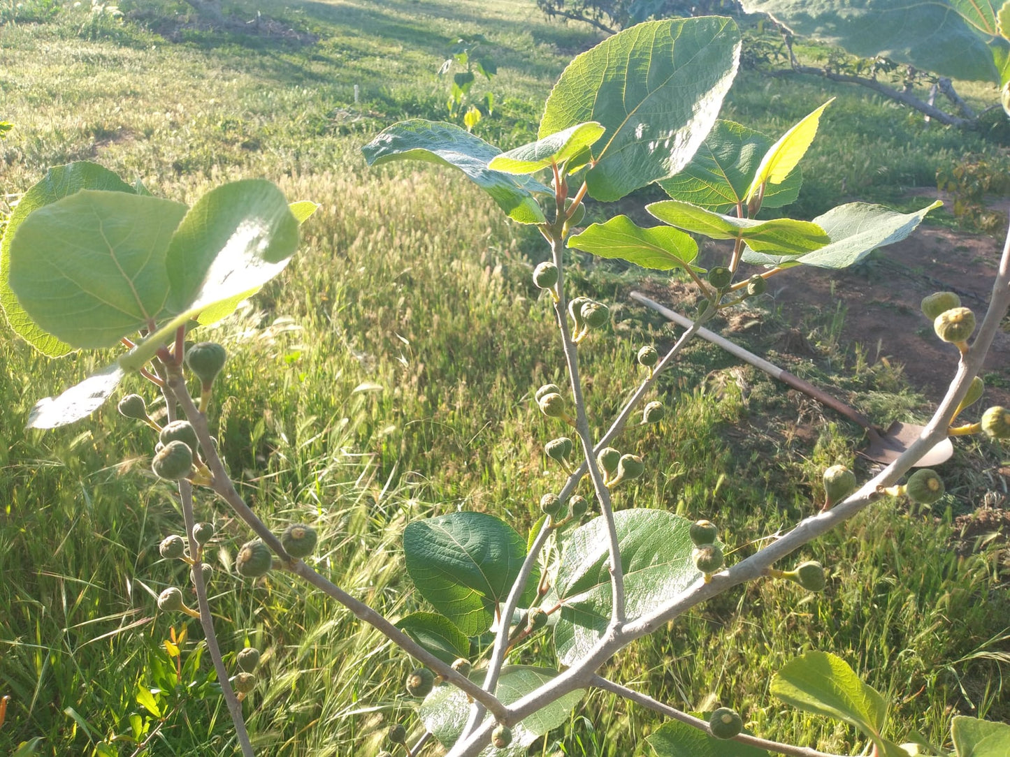 Ficus Palmata Icebox Caprifig Male Fig - 2 Cuttings - Wasp or Hand Pollination