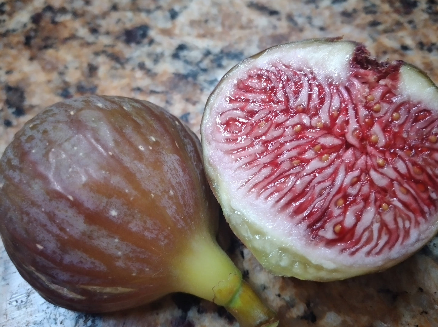 Izmir Fig Tree - 50 Seeds - High Germination Rate