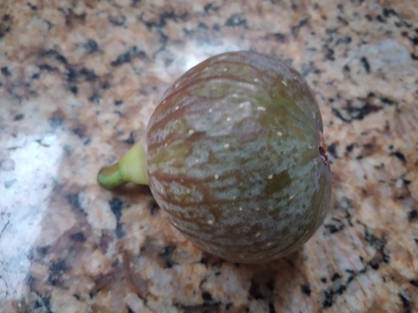 Izmir Fig Tree - 50 Seeds - High Germination Rate