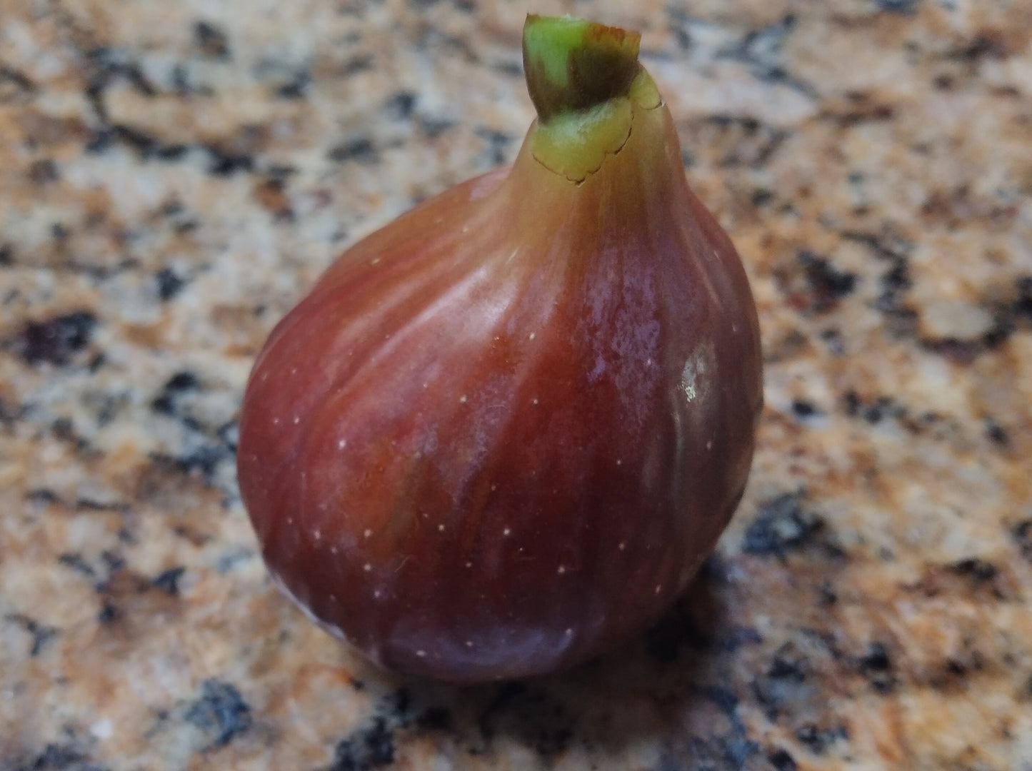 Izmir Fig Tree - 50 Seeds - High Germination Rate