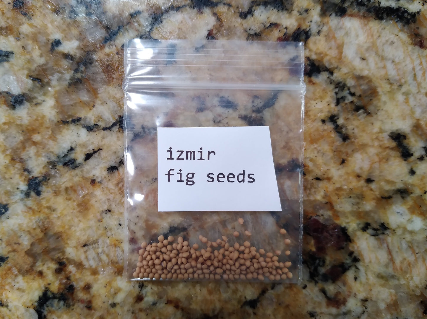 Izmir Fig Tree - 50 Seeds - High Germination Rate