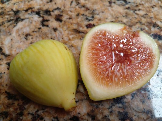 White Kadota Fig - 2 Cuttings - Large Yellow Figs with Sweet Honey Flavor