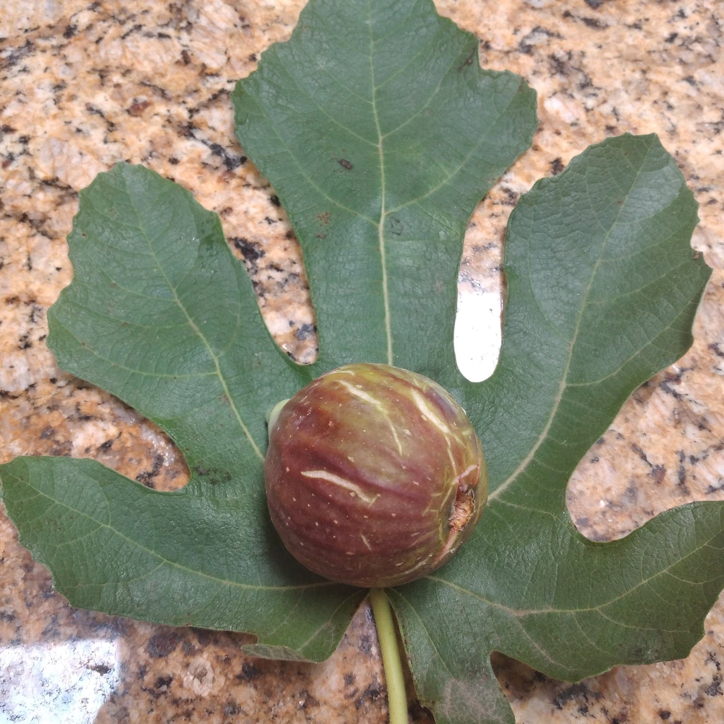 Lunxi Fig on top of a Lunxi Fig Leaf