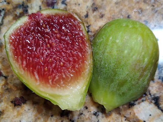 Mig Paratjal Fig - 2 Cuttings - Tasty Green Spanish Fig Variety