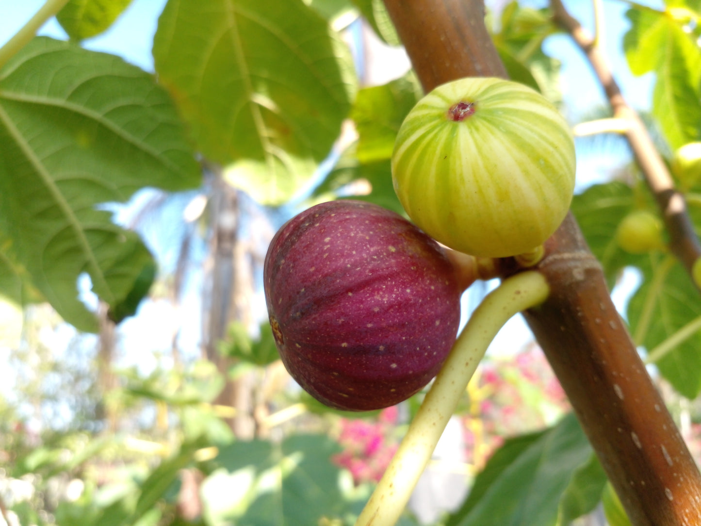 Martinenca Rimada Fig Tree - 100 Seeds - Easy to Grow from Seed - High Germination Rate
