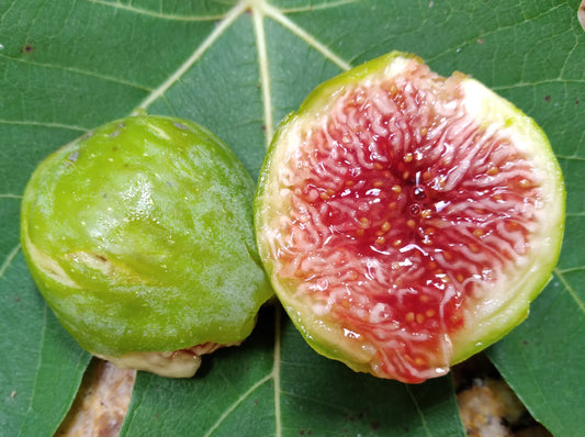 Narragansett Fig Tree - 2 Cuttings - Early Breba Figs with Honey Berry Flavor