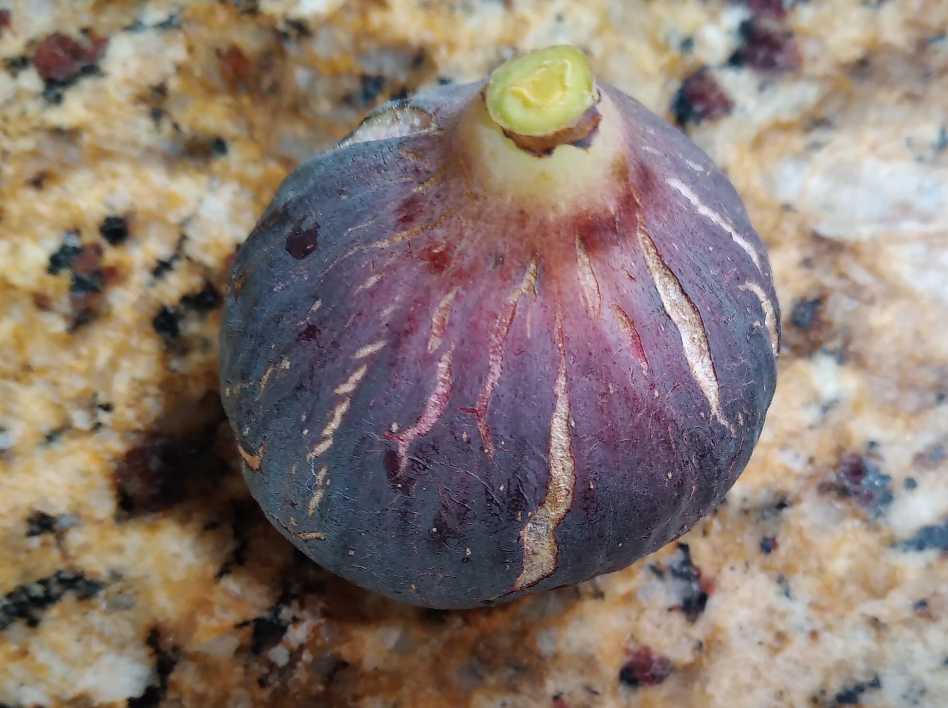 plant fig seeds Negra d' Agde Fig Tree - 50 Seeds
