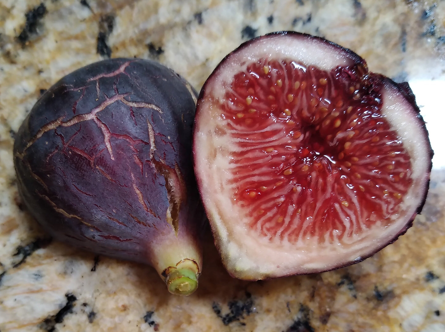 Negra d' Agde Fig Tree - 2 Cuttings - Tasty Purple French Fig Variety