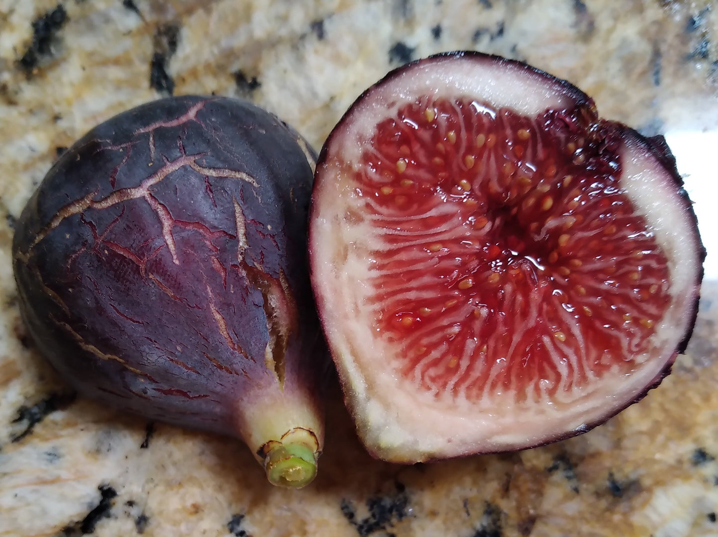 Negra d' Agde Fig Tree - 50 Seeds - Easy to Grow from Seed