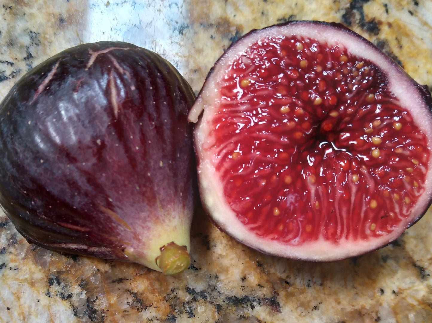 Negra d' Agde Fig Tree - 2 Cuttings - Tasty Purple French Fig Variety