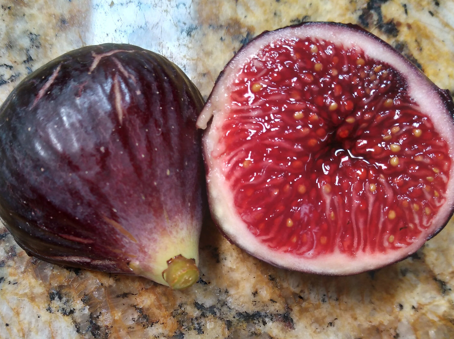 Negra d' Agde Fig Tree - 50 Seeds - Easy to Grow from Seed