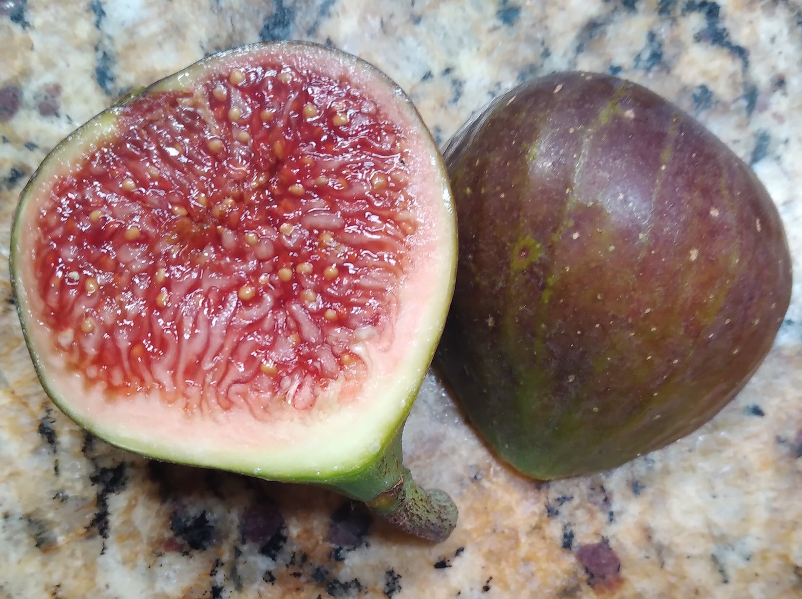 Olympian Fig Tree - 2 Cuttings - Early and Cold Hardy - Tasty Sugar Fi ...