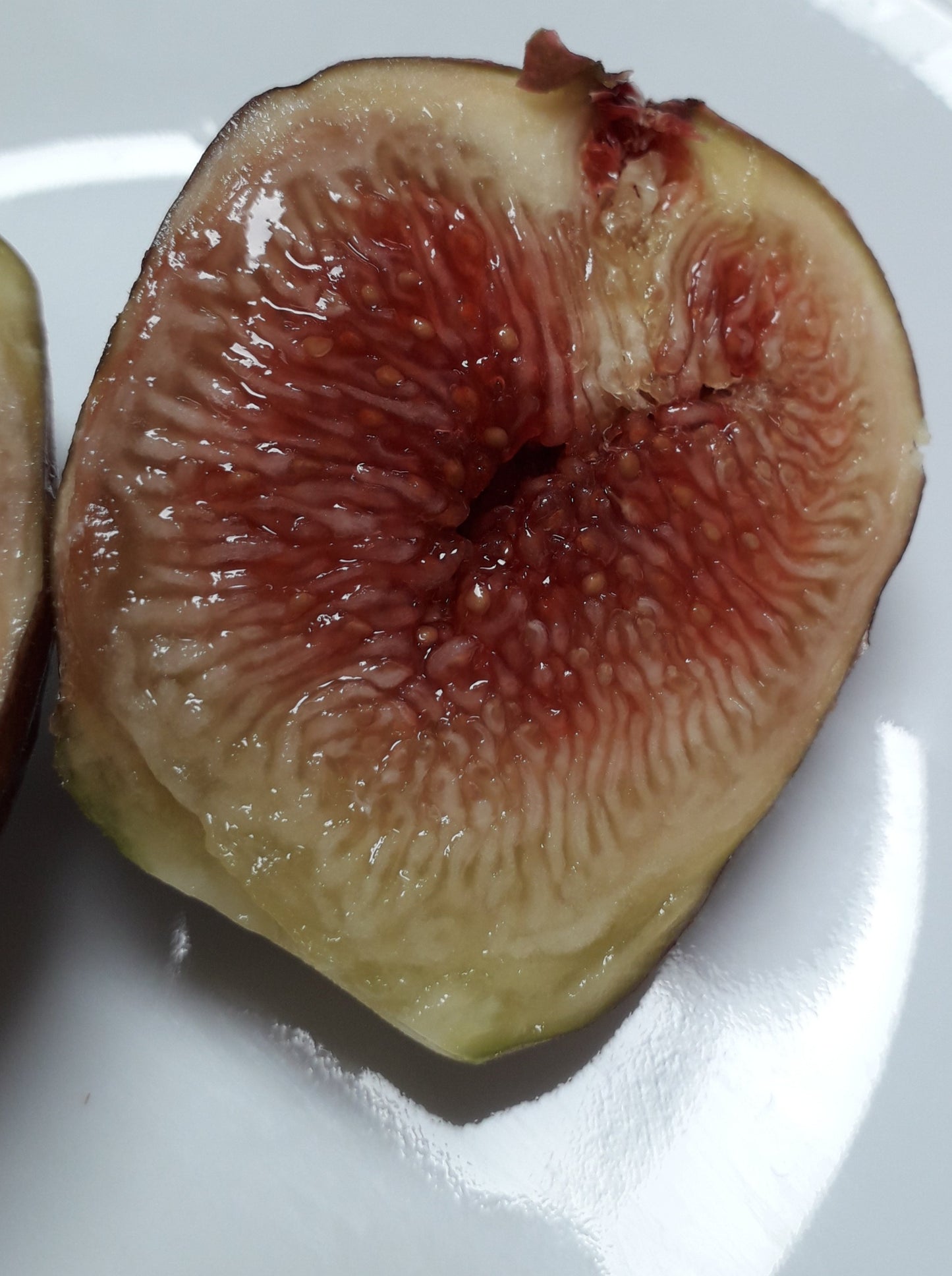Olympian Fig Tree - 2 Cuttings - Early and Cold Hardy - Tasty Sugar Figs