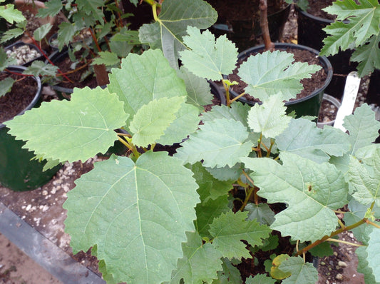 Ficus Afghanistanica Fig - Pakistani - 50 Fig Seeds