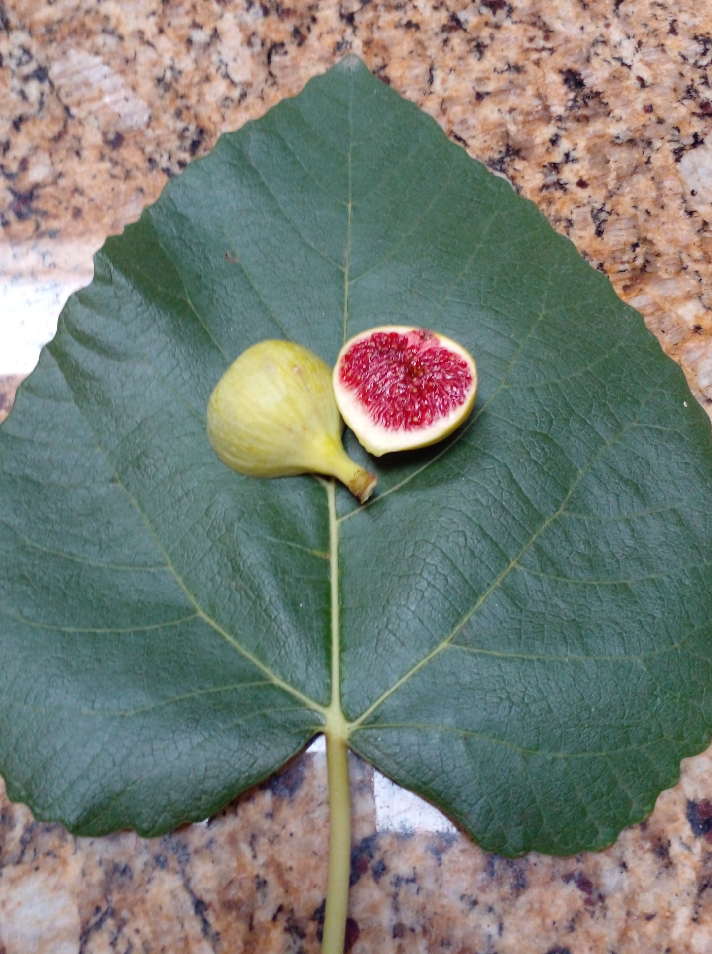 Ficus Palmata N1 Fig Tree - 100 Fig Seeds - Easy to Grow From Seed