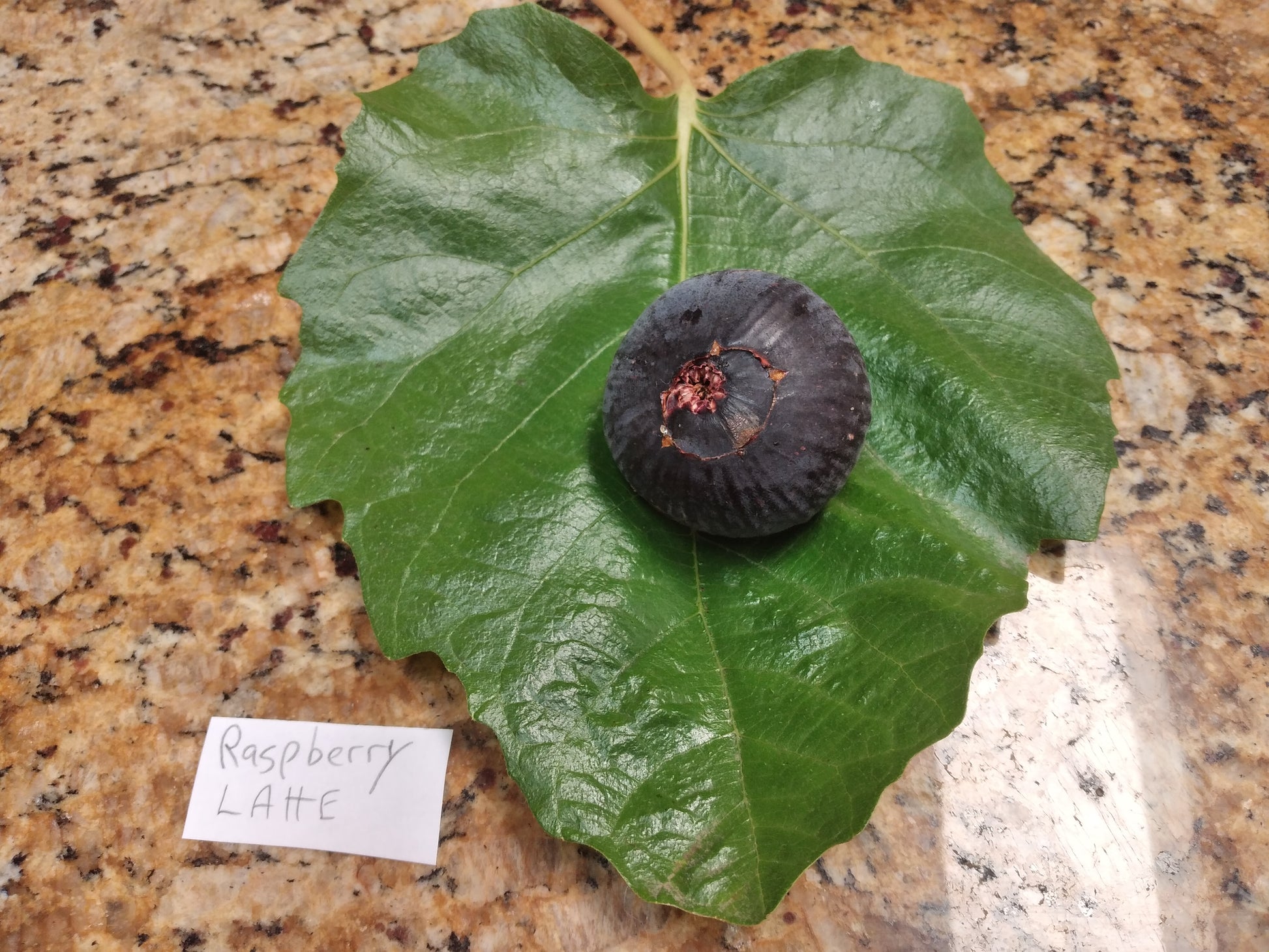 fiddle leaf fig seeds Raspberry Latte Fig Seeds - 50 Seeds