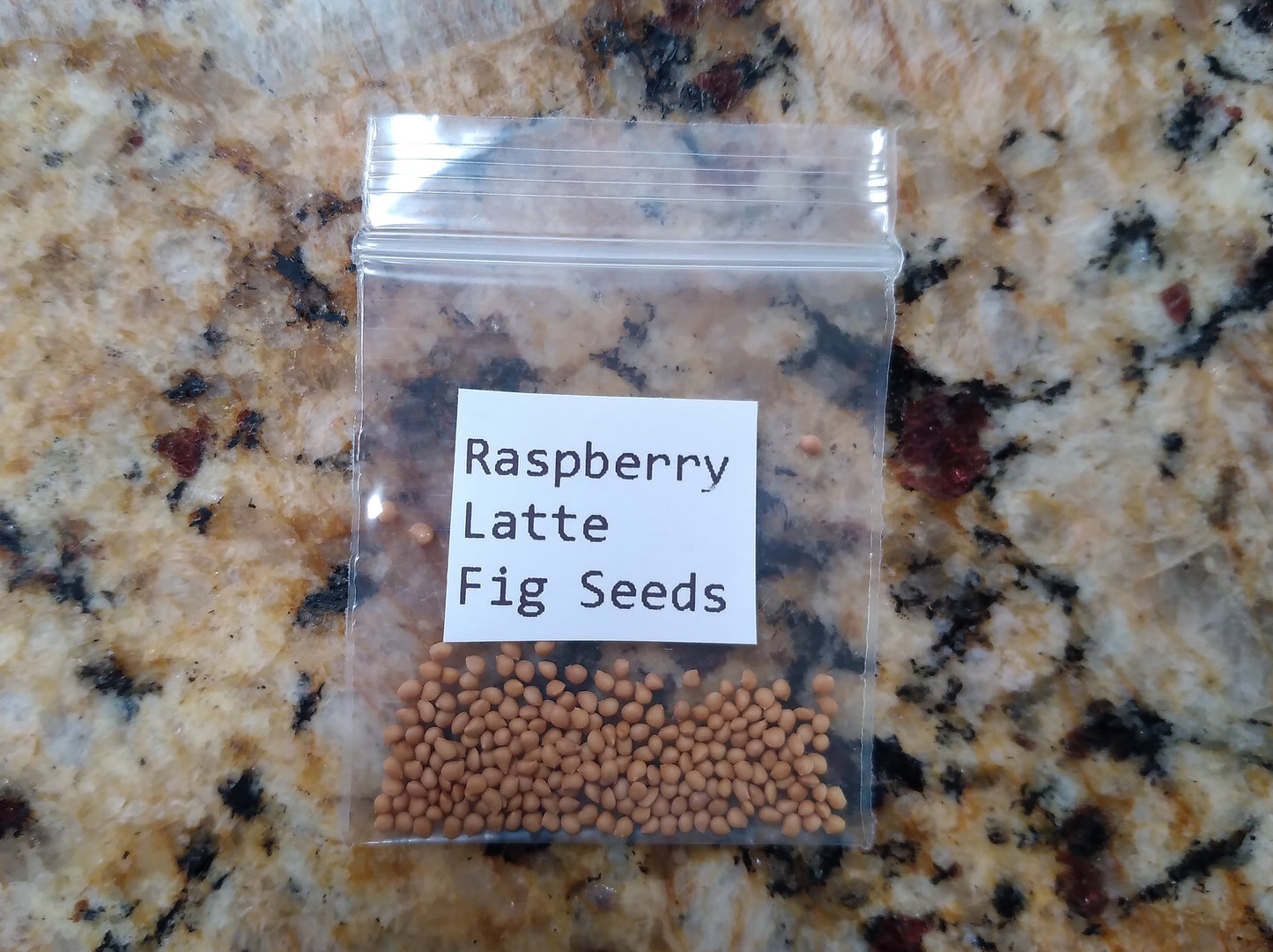 Raspberry Latte Fig Seeds - 50 Seeds - Easy to Grow from Seed