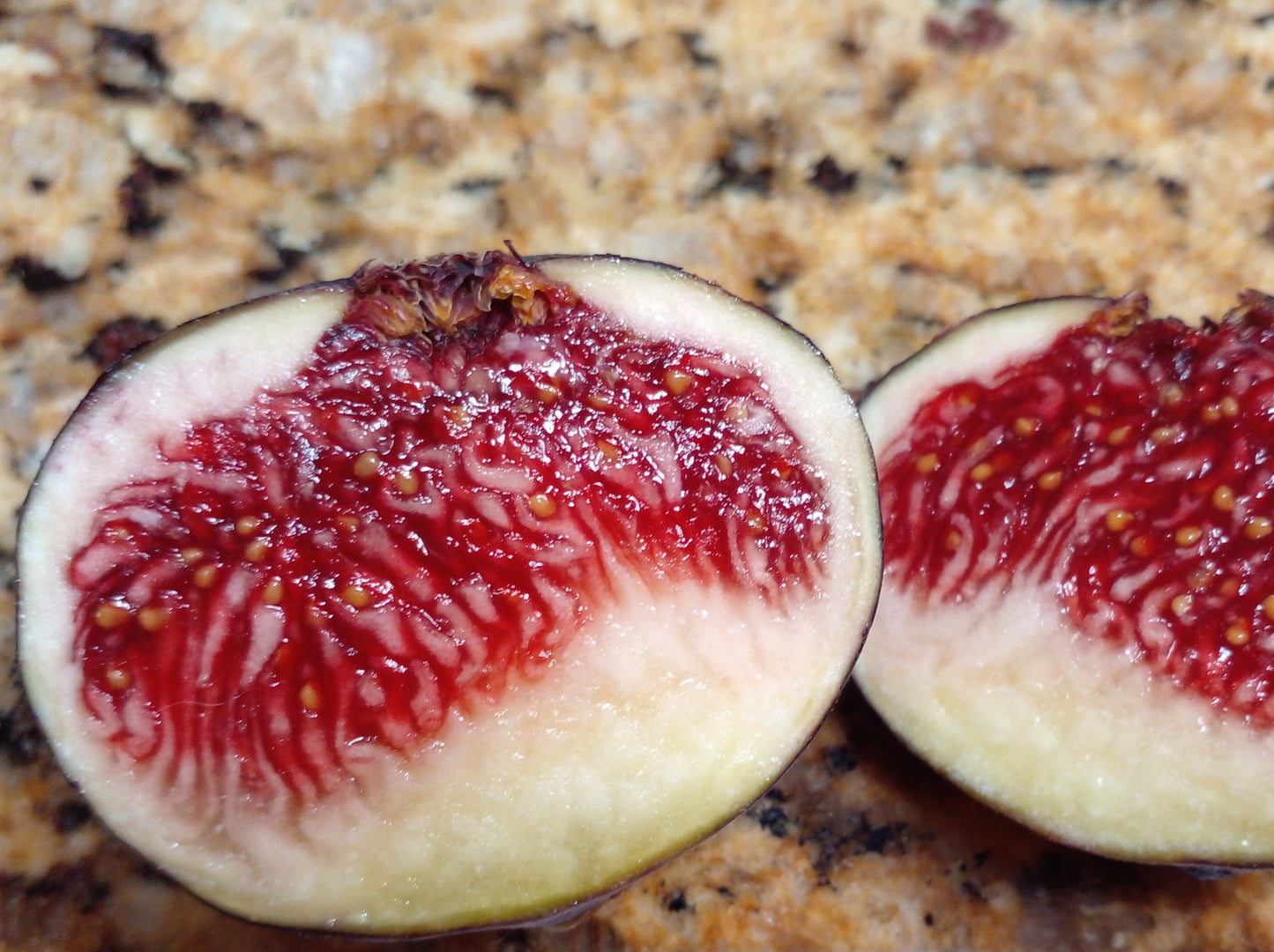 Raspberry Latte Fig Seeds - 50 Seeds - Easy to Grow from Seed