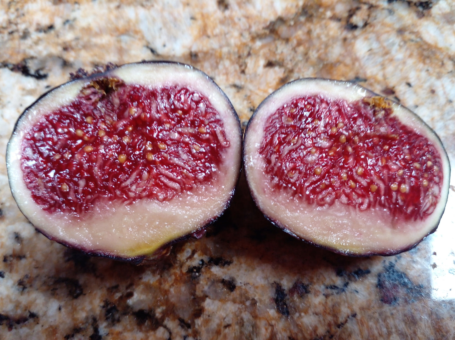 Raspberry Latte Fig Seeds - 50 Seeds - Easy to Grow from Seed