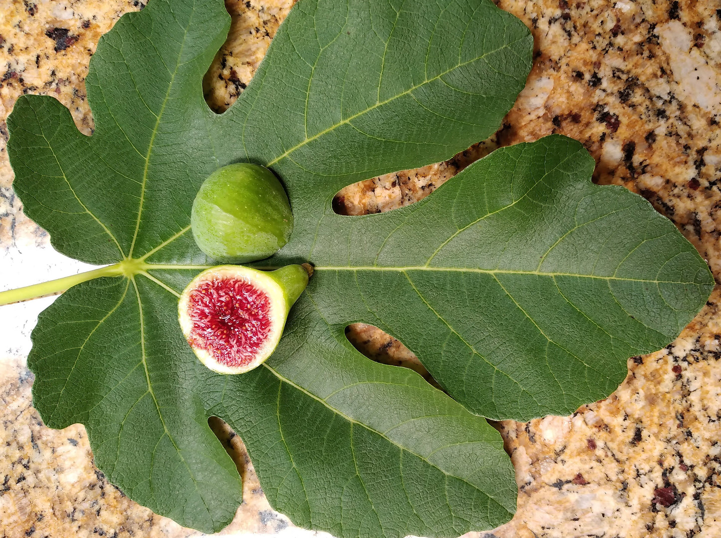 Strawberry Verte Fig Tree - 2 Cuttings - Easy to Root - Tasty Figs
