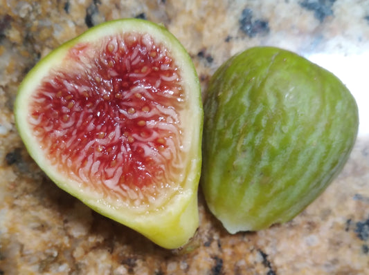 Sucrette Fig Tree - 2 Cuttings - Tasty French Variety