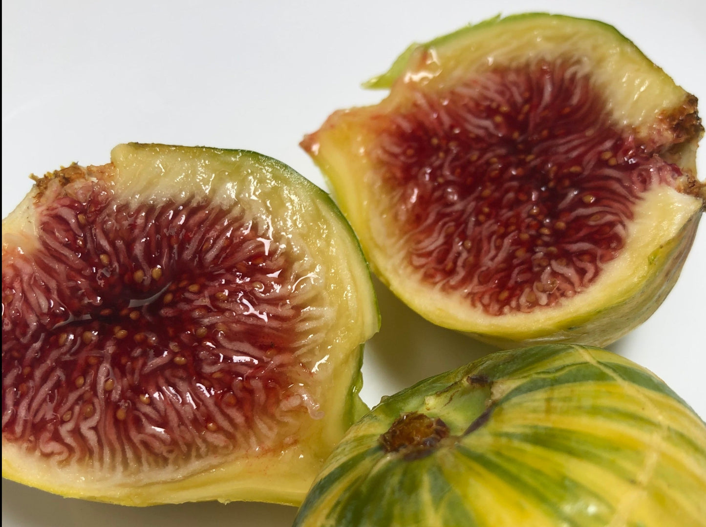 Panache Fig aka Tiger Stripe Fig Tree - 2-Cuttings - Delicious Variegated Figs
