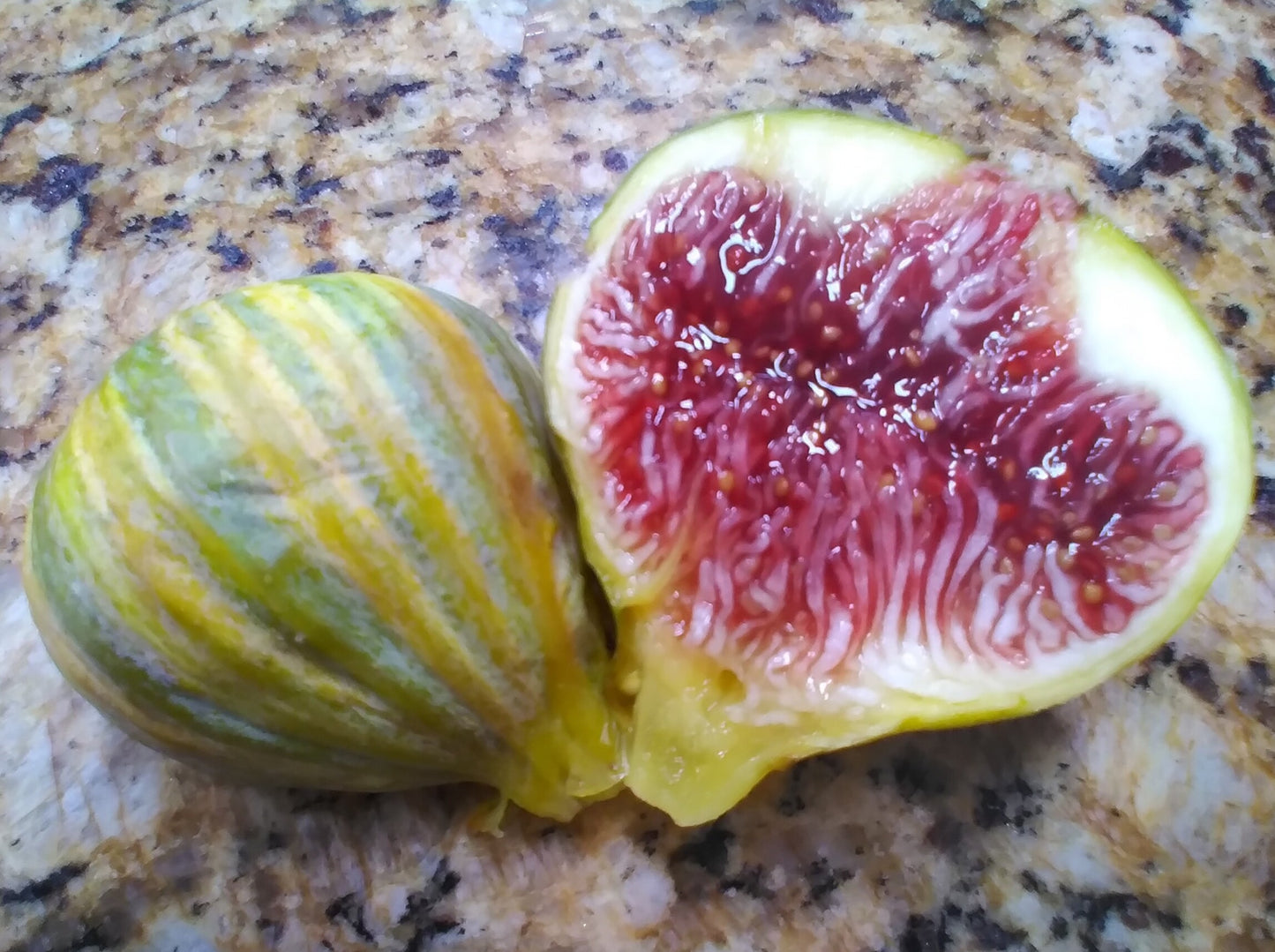 Panache Fig aka Tiger Stripe Fig Tree - 2-Cuttings - Delicious Variegated Figs