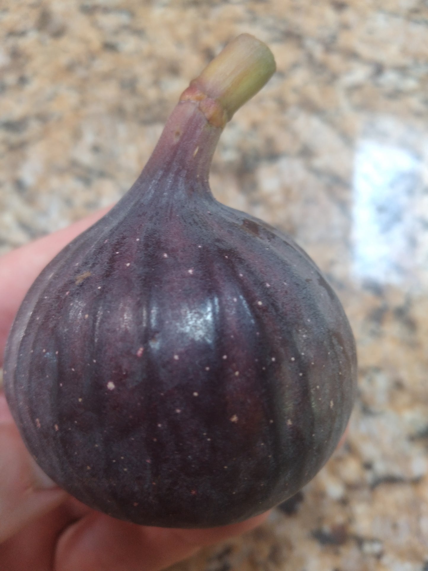 Violette de Sollies FIg (VdS)- 2 Cuttings - Large Tasty Purple Figs