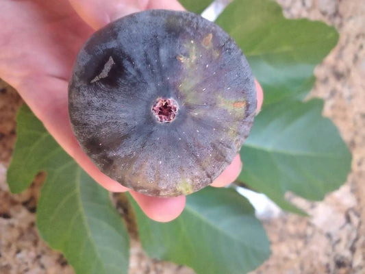 Violette de Sollies FIg (VdS)- 2 Cuttings - Large Tasty Purple Figs