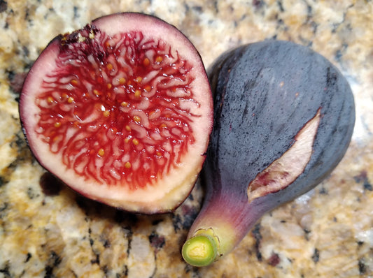 Zidi Fig Tree - 2 Cuttings - Tunisian Variety - Rich Berry Flavor Figs