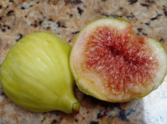 Armenian Fig - 2 Cuttings - Large Yellow Figs with Refreshing Melon Flavor