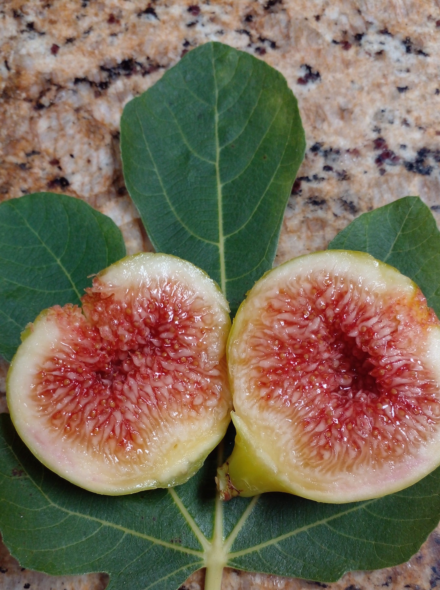 Armenian Fig - 2 Cuttings - Large Yellow Figs with Refreshing Melon Flavor