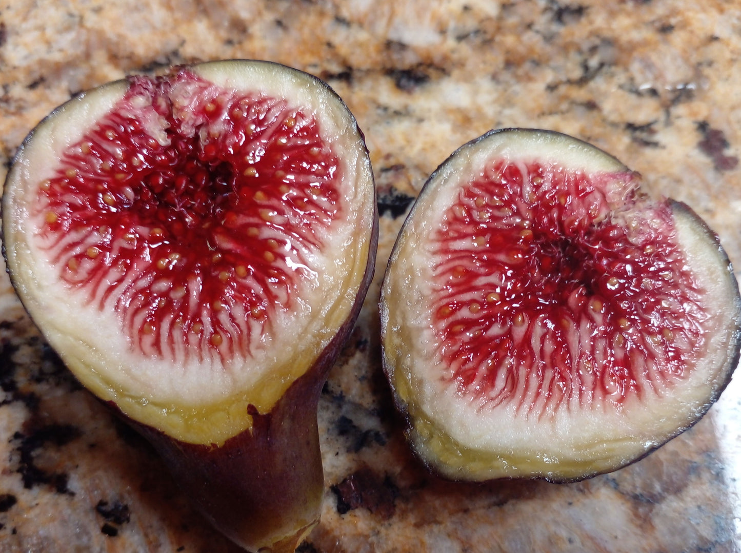 Black Madeira Fig - 2 Cuttings - Delicious Sweet Rich Flavor