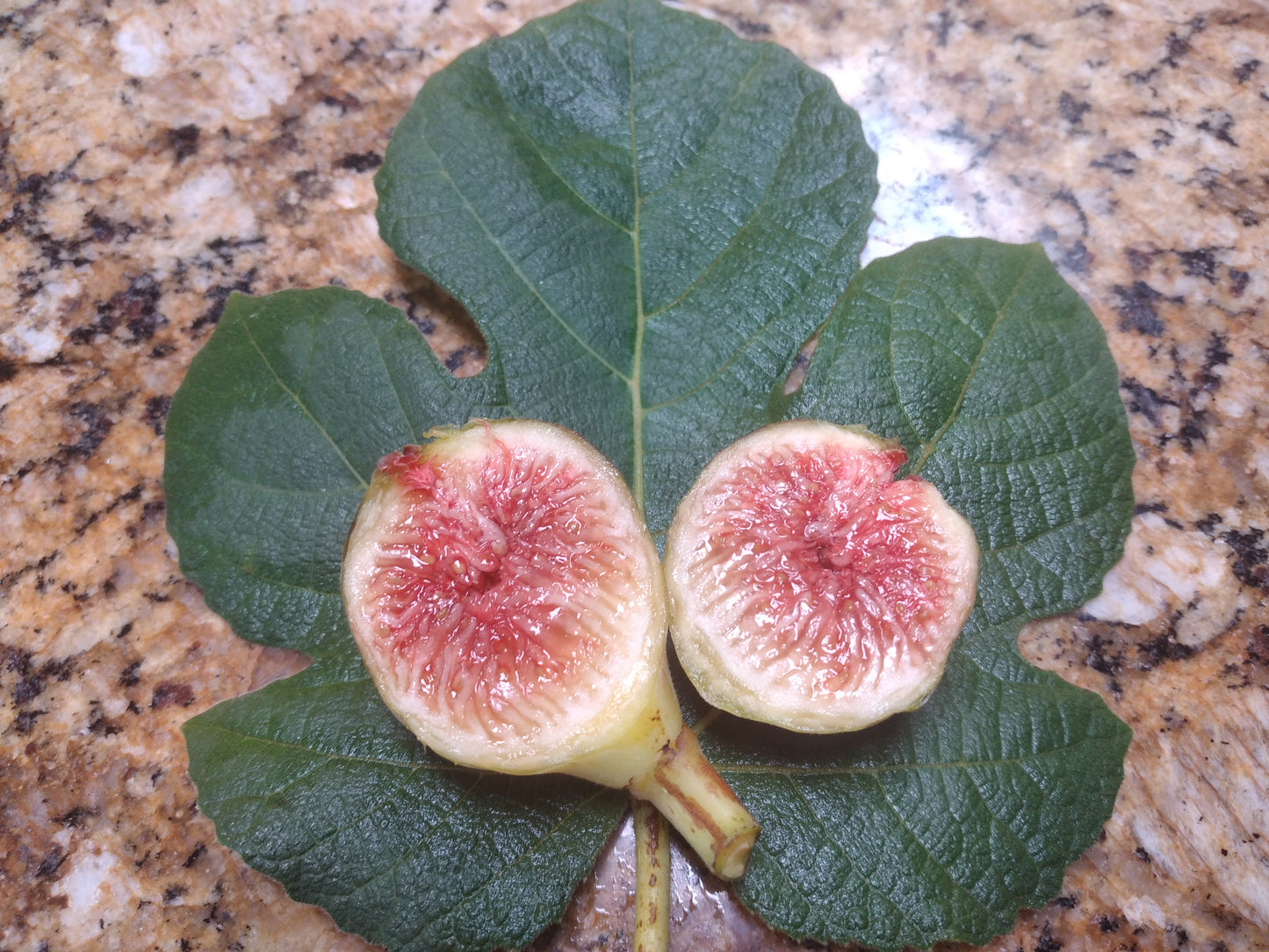Campaniere Fig - 2 Cuttings - Delicious Figs - Cold Hardy French Variety