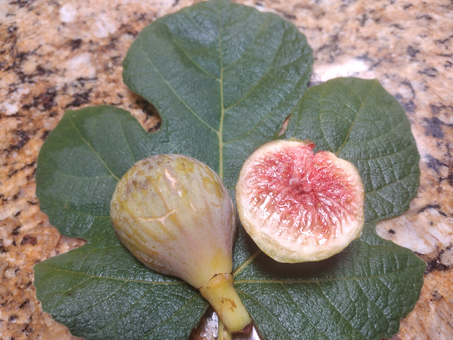 Campaniere Fig - 2 Cuttings - Delicious Figs - Cold Hardy French Variety