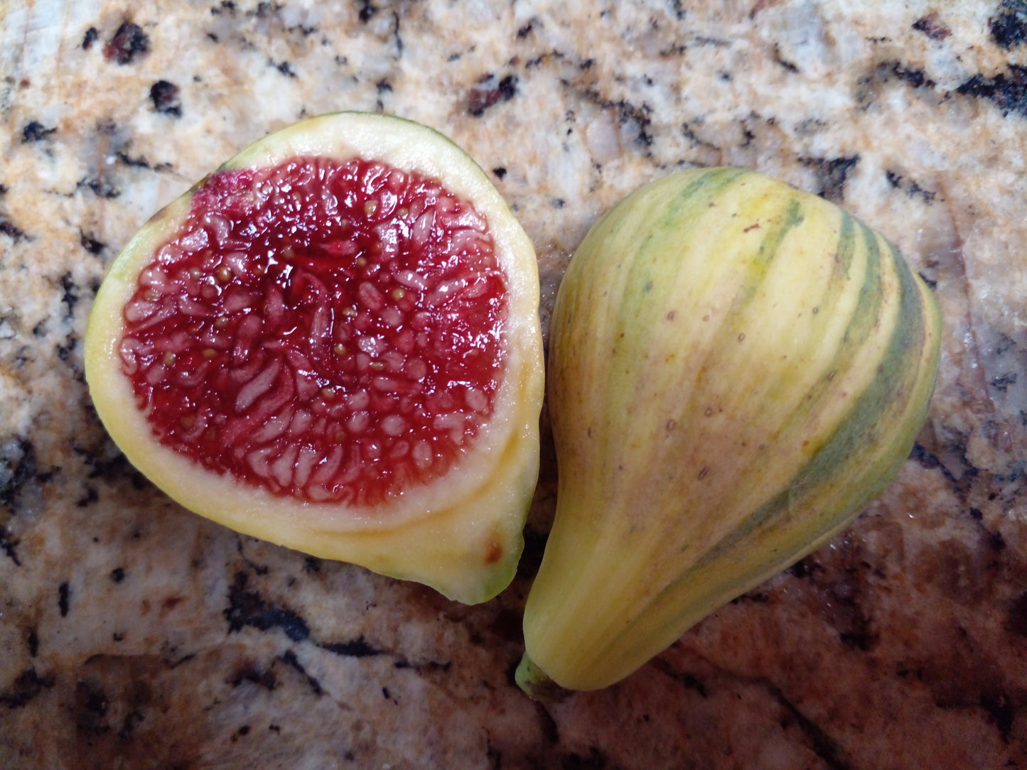 Coll De Dama Rimada Fig - 2 Cuttings - Delicious Striped Figs