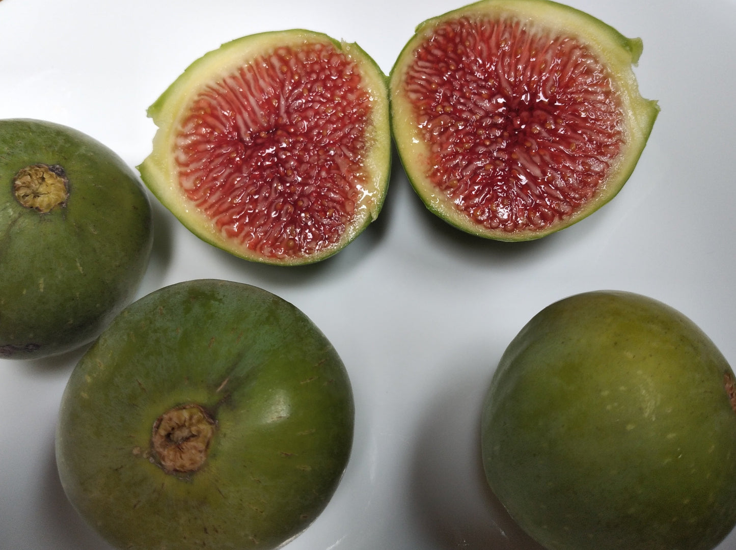 Corky's Honey Delight Fig - 2 Cuttings - Jammy Honey Berry Flavor