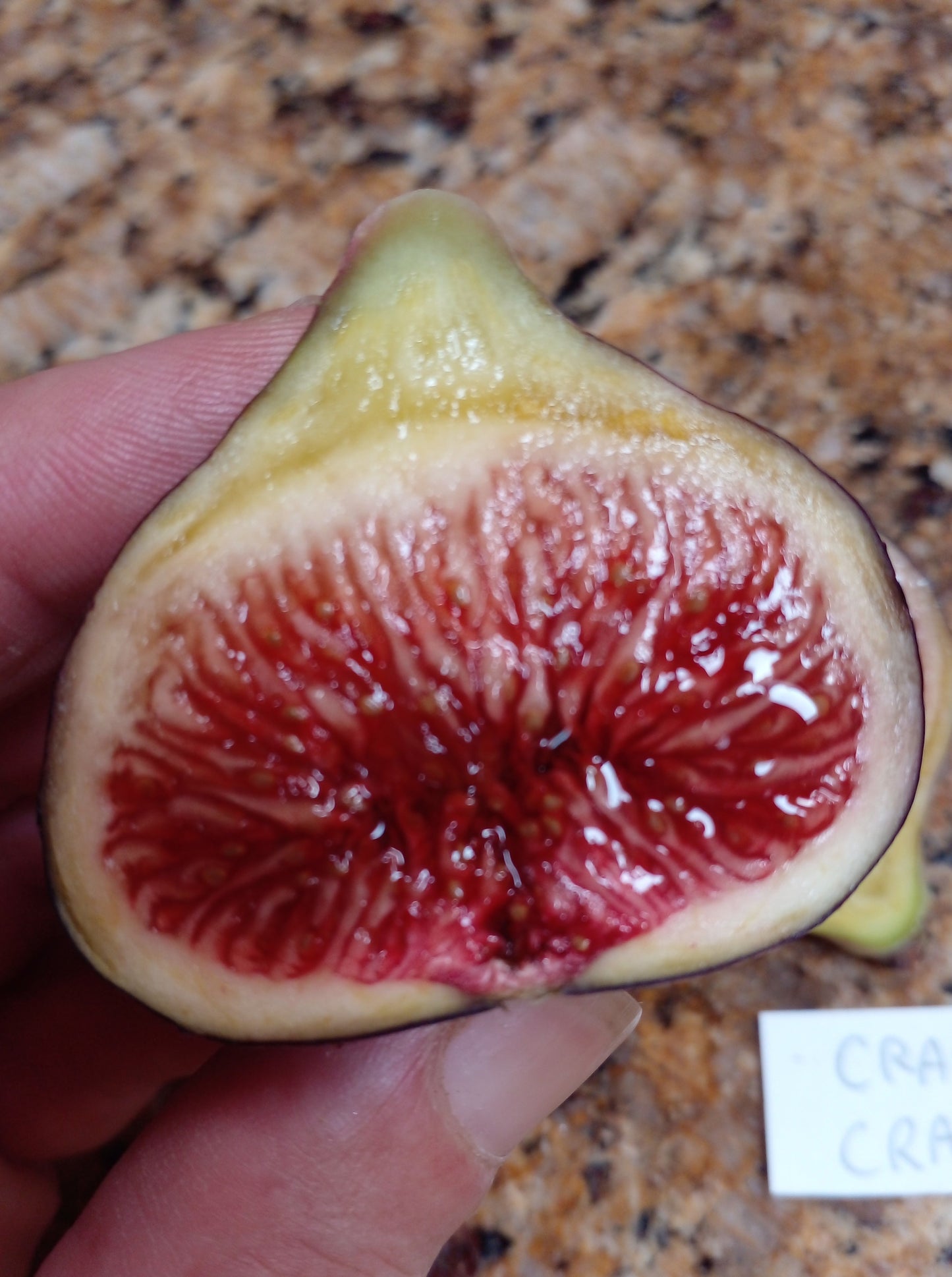 Craven's Craving Fig - 2 Cuttings - Purple Figs with a Rich Berry Flavor