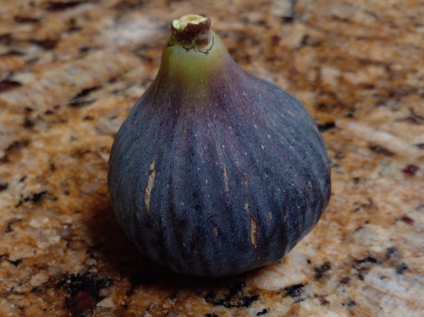Craven's Craving Fig - 2 Cuttings - Purple Figs with a Rich Berry Flavor