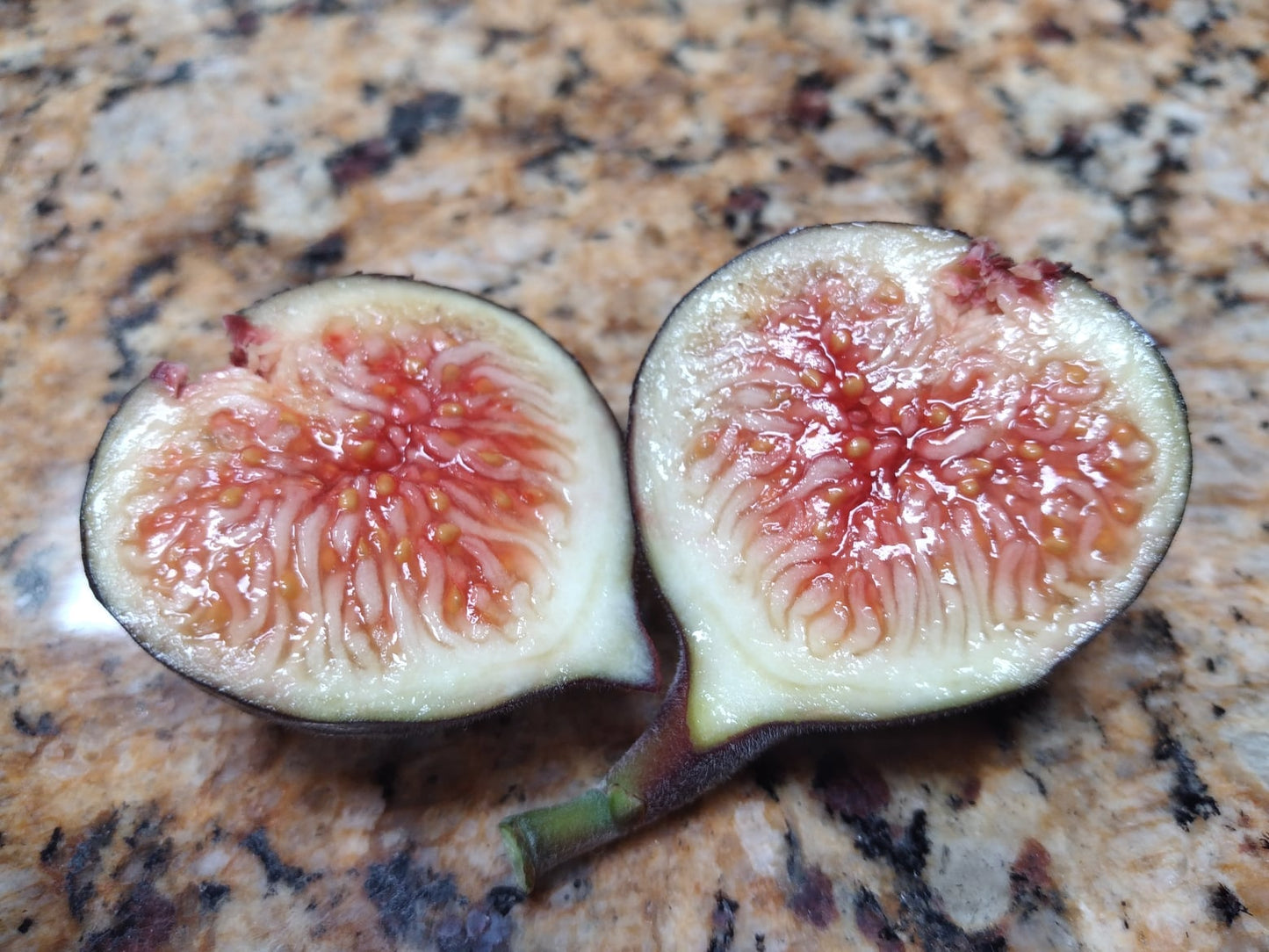 Ficus Palmata Hybrid Fig DFIC0023 - 2 Cuttings  - Tasty Purple Figs