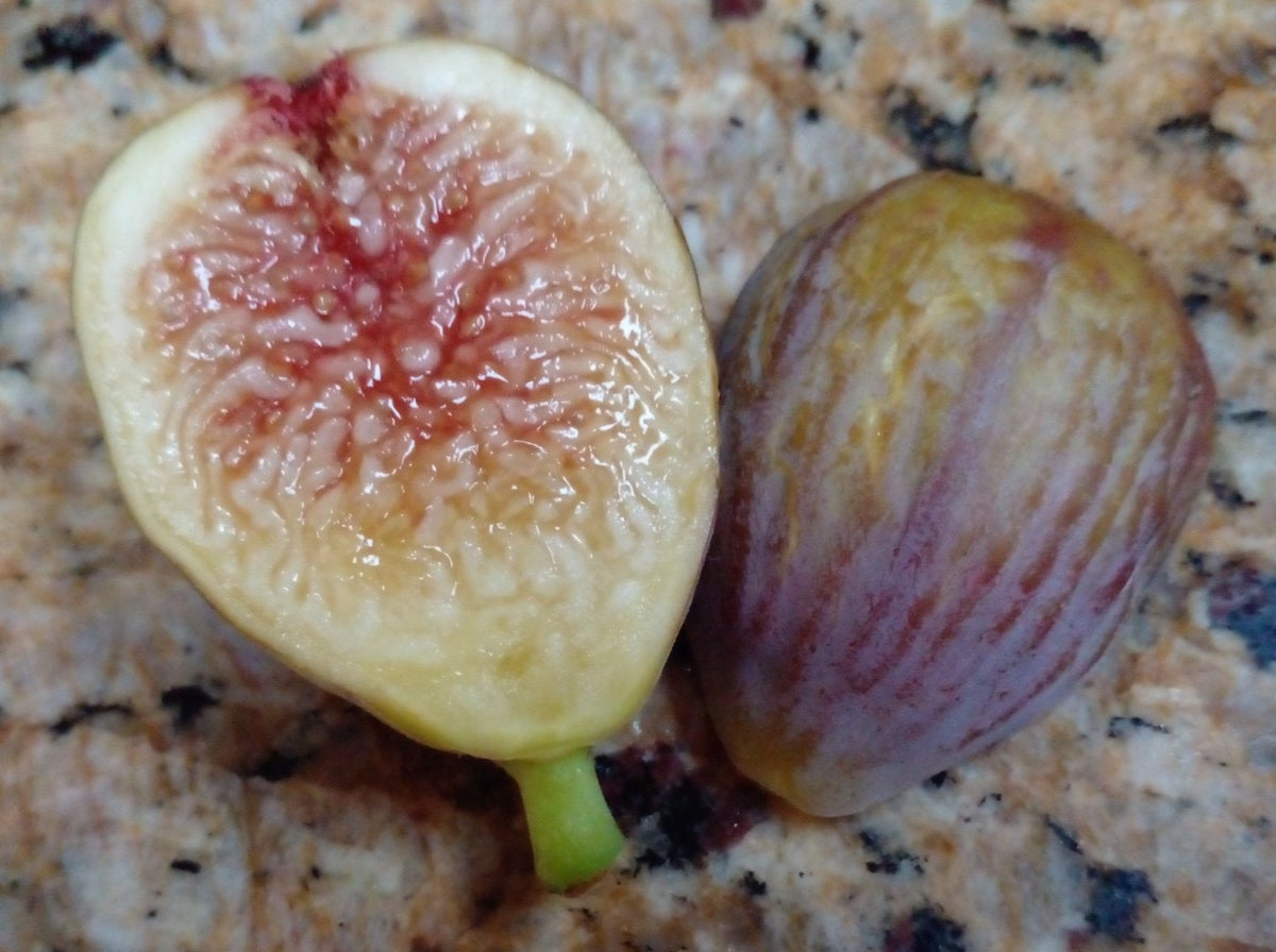 Figs Rosa De La Rosa Fig - 2 Cuttings - Sweet Honey Berry Flavor – figfair