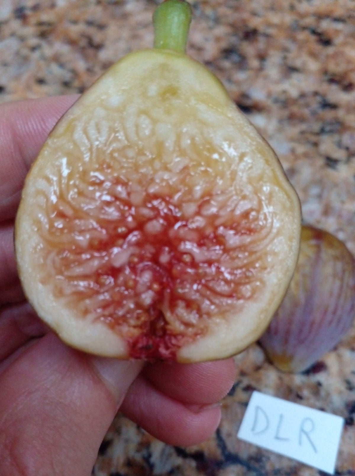 Seeds. Semi-dwarf Fig 'jerusalem' (ficus Carica) Indoor Outdoor Seeds. Semi-dwarf Fig 'jerusalem' (ficus Carica) Indoor Outdoor