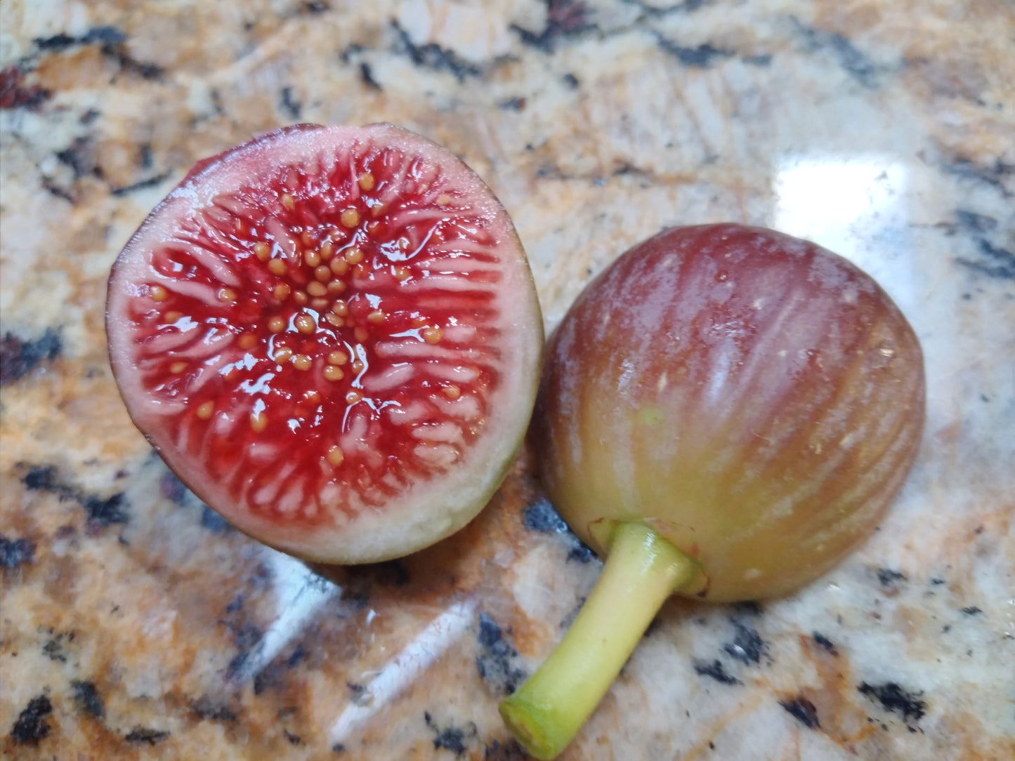 Exotica Strawberry Jam Fig - 2 Cuttings - Tasty Figs - Easy to Root